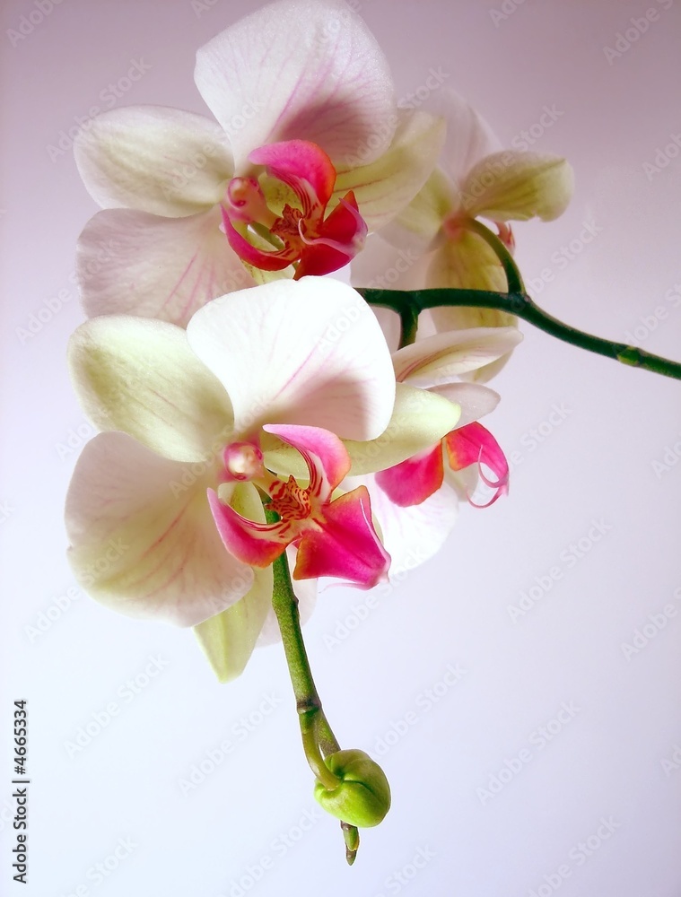 Obraz premium orchidées