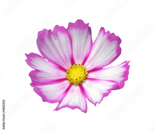 Pink   Purpe Flower with White Background