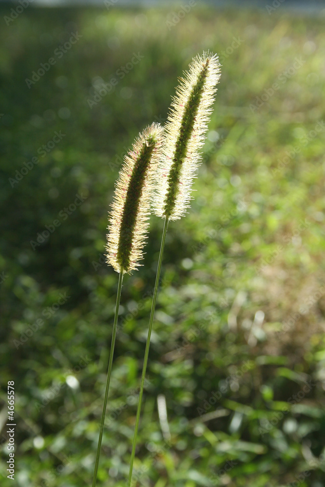 Backlit Weeds