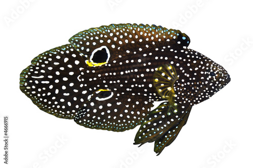 Tropical Fish Calloplesiops altivelis isolated on white photo