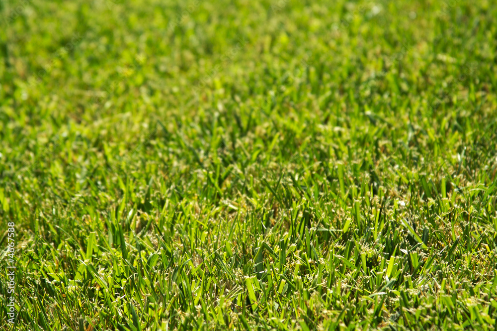 Lush Green Backlit Grass Background Image. Lush Green Backlit Grass Background Image.