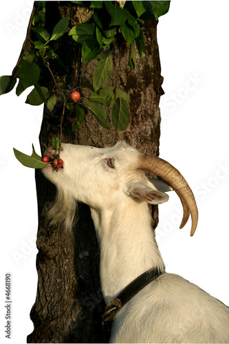 nanny-goat