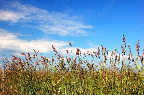  Bright canicular day. Field, green grass. Dark blue sky.