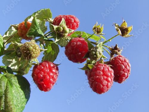 Raspberries