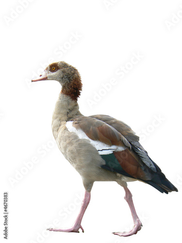 egyptian goose  