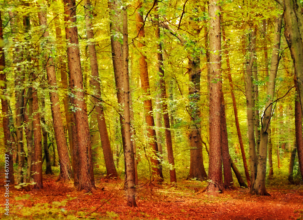 Herbstwald Herbstwald