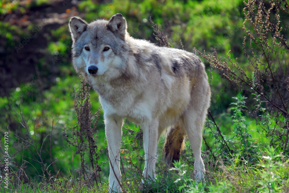 Gray wolf (Canis lupus) Gray wolf (Canis lupus)