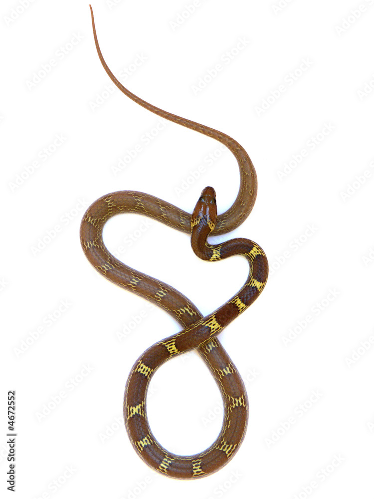 Obraz premium couleuvre en 8