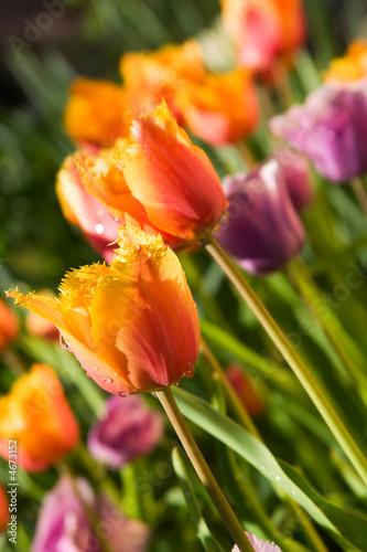 Spring tulips  Gavota sp