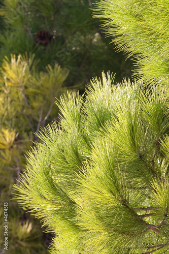 pine tree for background use