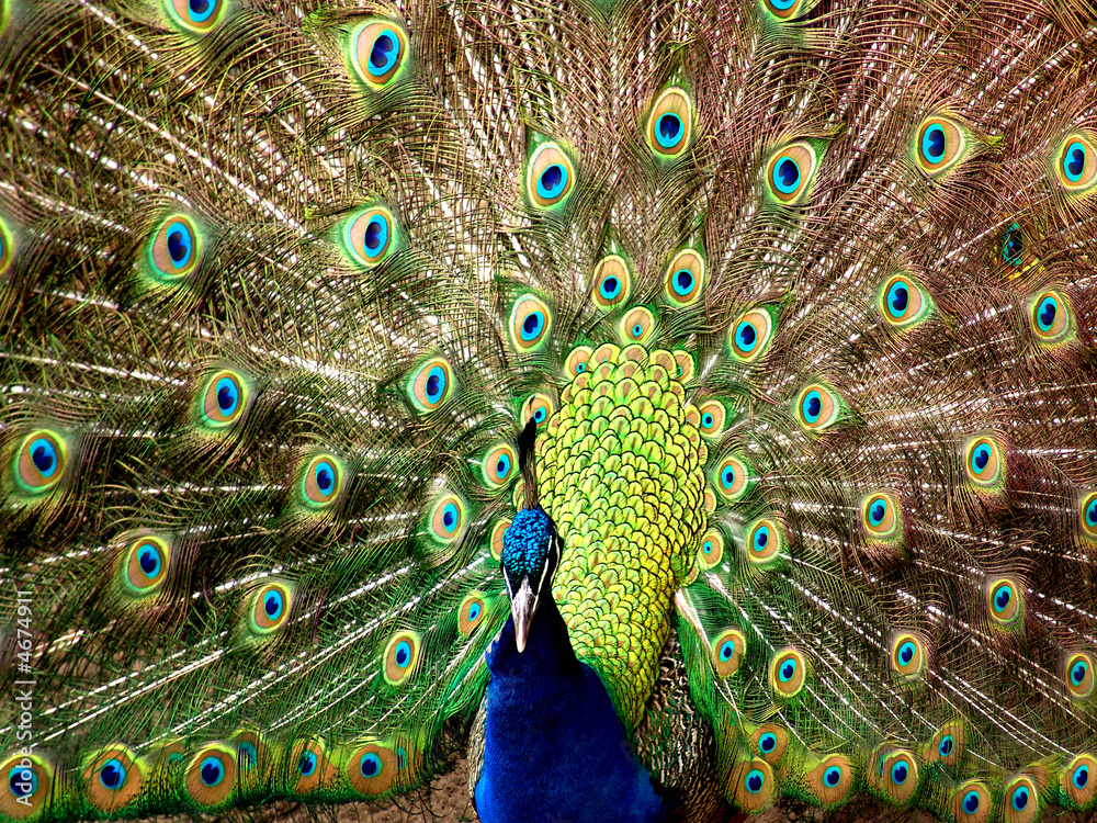 Obraz premium Peacock with Open Plume