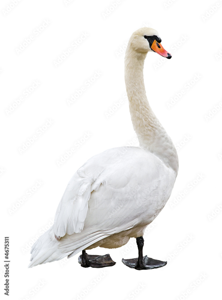 Fototapeta premium White mute swan isolated on blank background