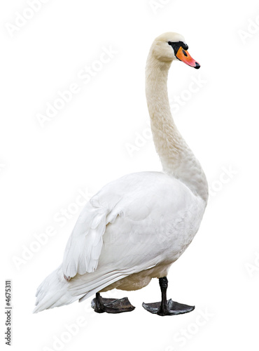 Fototapeta White mute swan isolated on blank background
