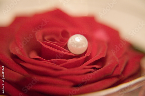 Perle in der Rose Nahaufnahme