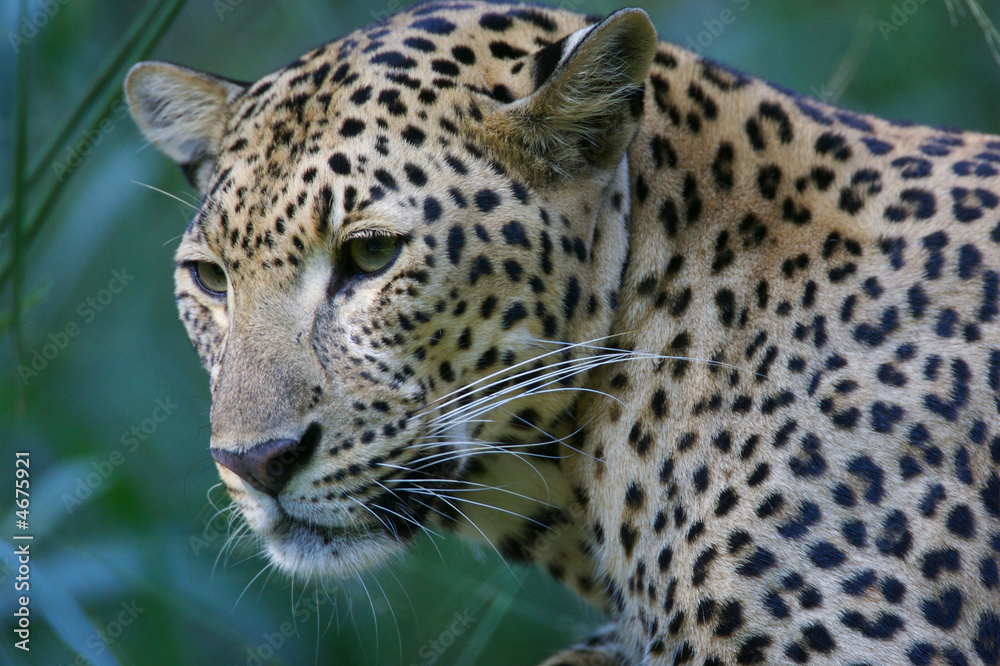 Leopard Leopard
