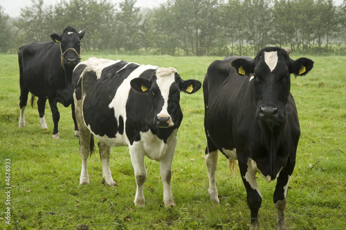 Fototapeta Naklejka Na Ścianę i Meble -  Dutch cows