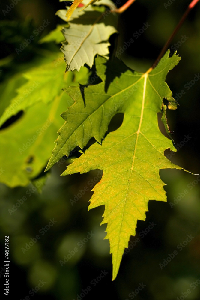 Bright Maple Leaves