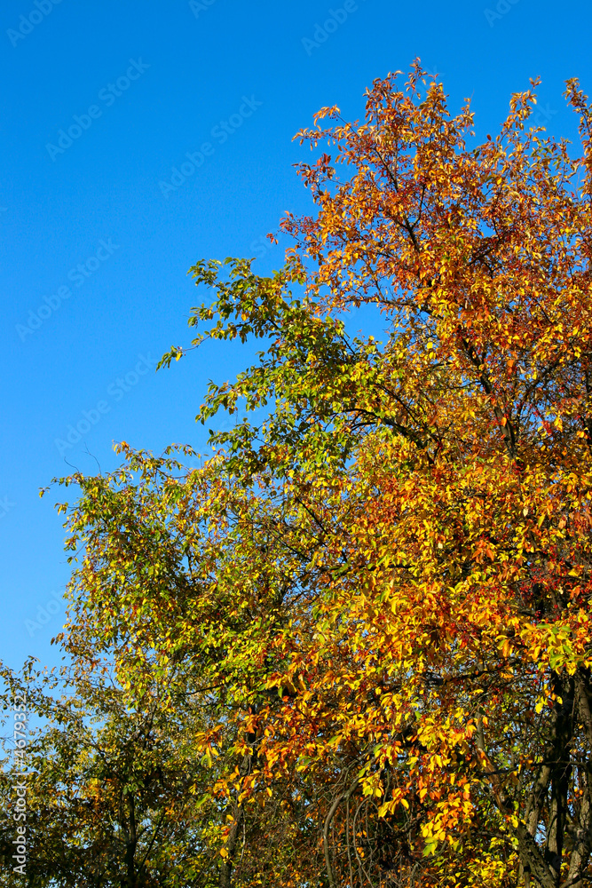 Fototapeta premium Autumn Tree