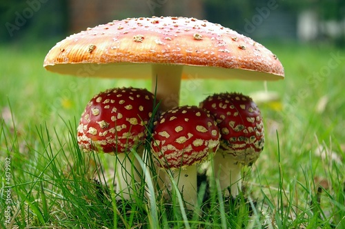 Little Triplet toadstools with Mother