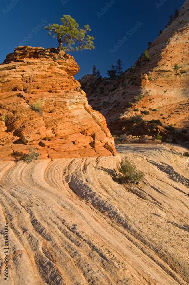 Ponderosa Pine Zion National Park Ponderosa Pine Zion National Park