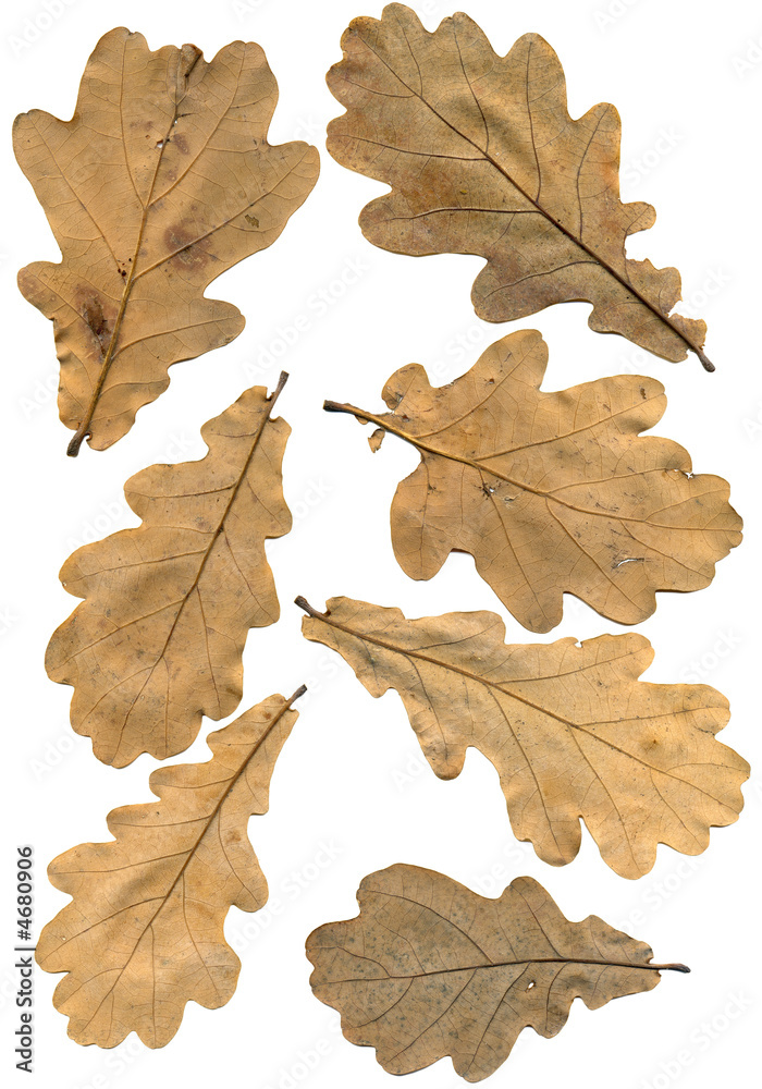 Oak autumn leaves Oak autumn leaves