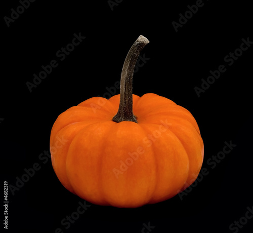 Orange Pumpkin on Black