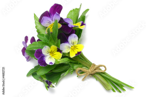 Heartsease (Viola tricolor) photo