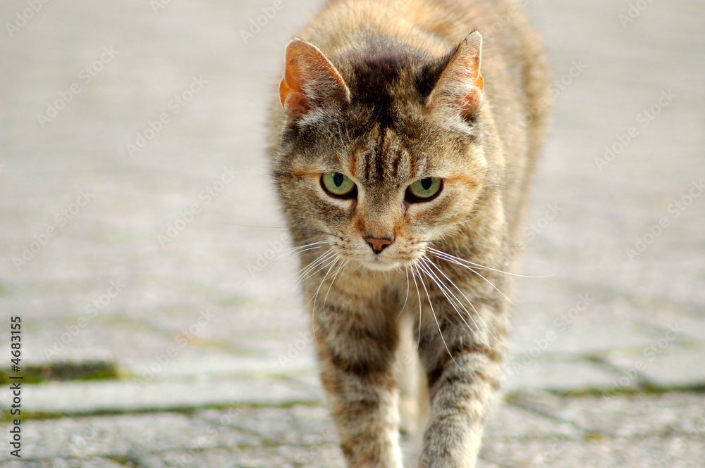 Obraz premium Strassenkater