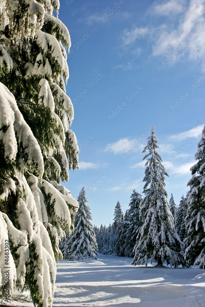 Fototapeta premium Snow Trees 3