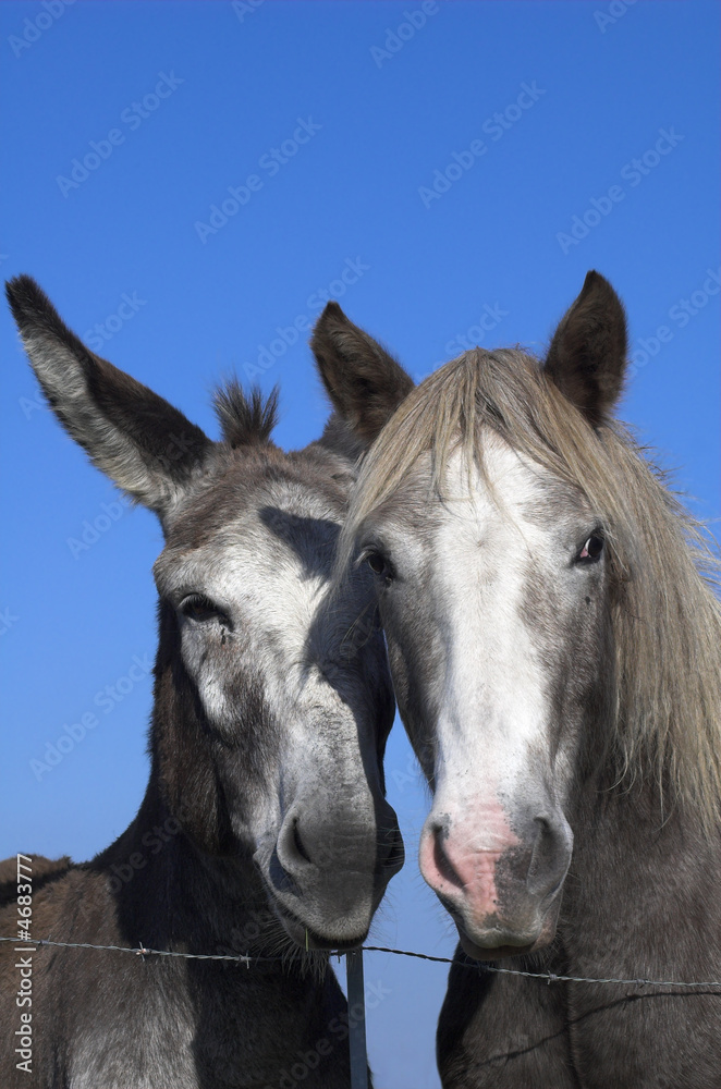Fototapeta premium l'âne et le cheval
