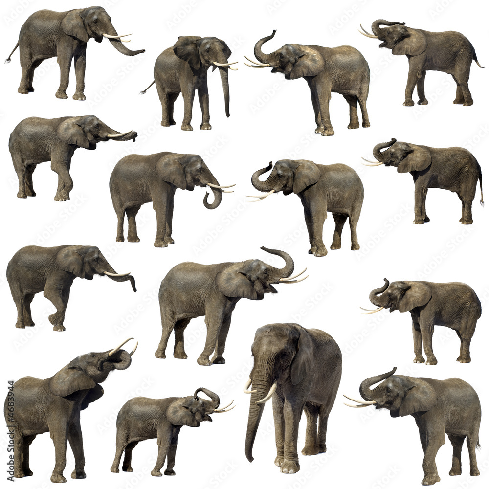 Collection of 15 elephants in front of a white background