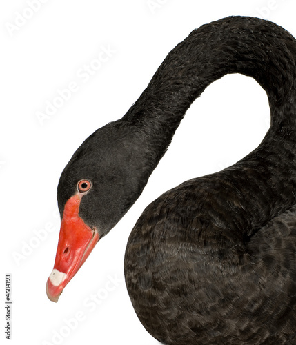 Fototapeta Naklejka Na Ścianę i Meble -  Black Swan - Cygnus atratus
