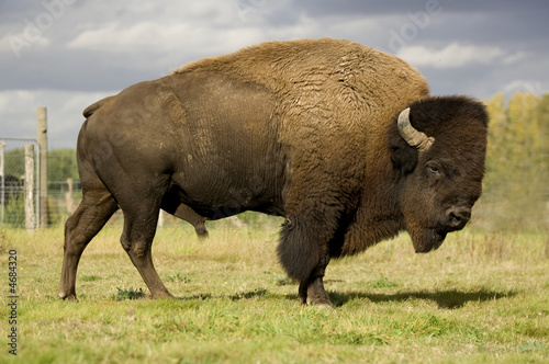 European Bison photo