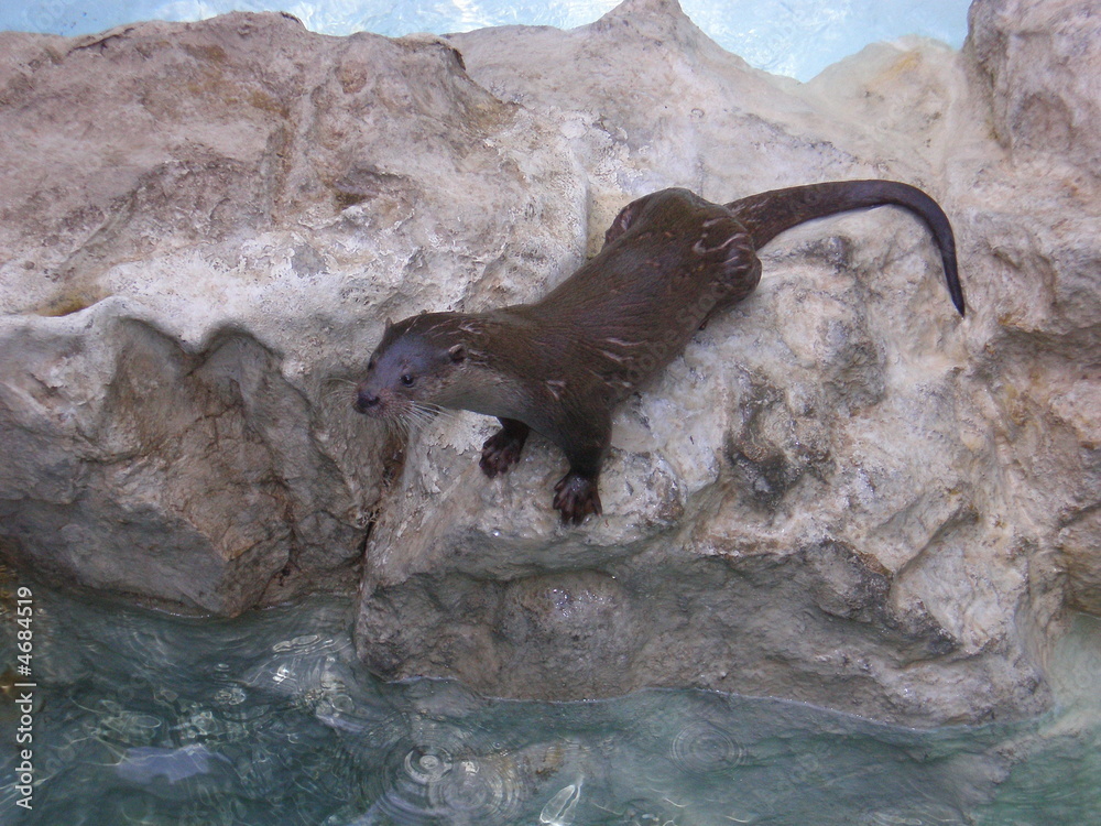 Obraz premium Loutre