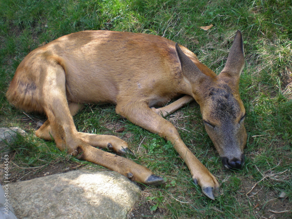 Fototapeta premium Chevreuil