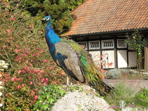 Blauer Pfau, Pavo cristatus, Phasianidae Familie. Vogelpark Walsrode, Detschland photo