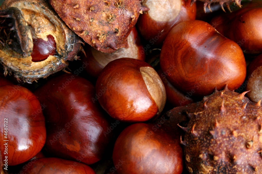 conkers conkers