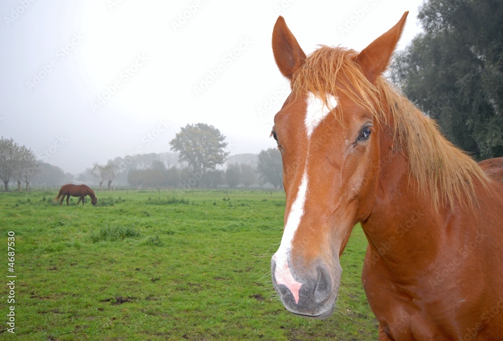 Close up of a horse