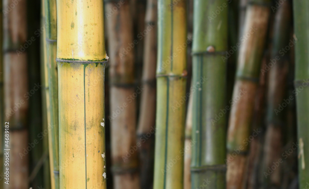 bamboo bamboo