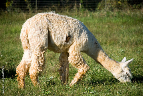 White suri alpaca grazing photo