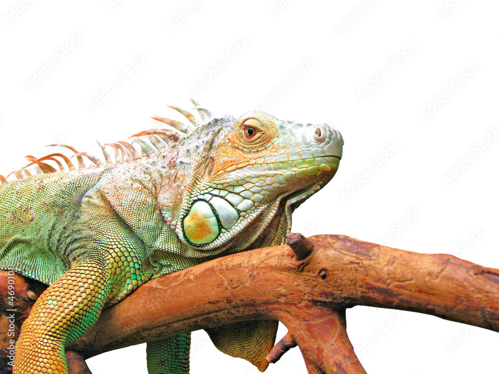 Obraz premium Lazy iguana laying on branch