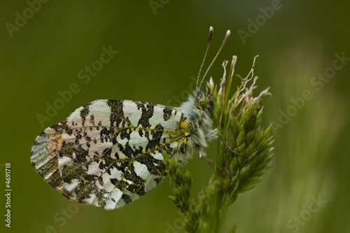 Orange tip butterfly resting photo