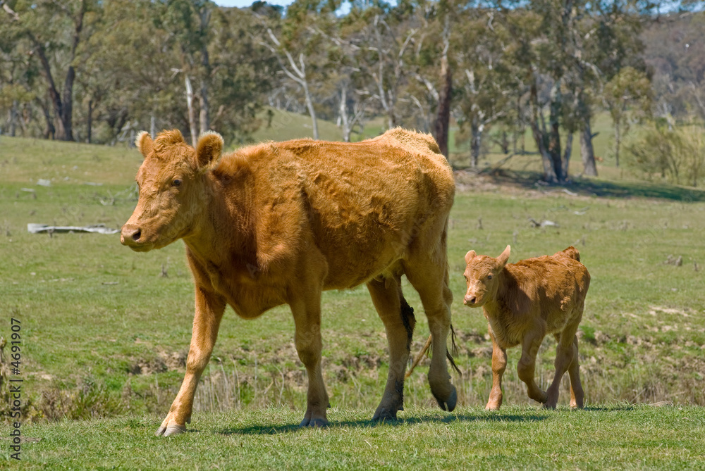 mother cow and calf