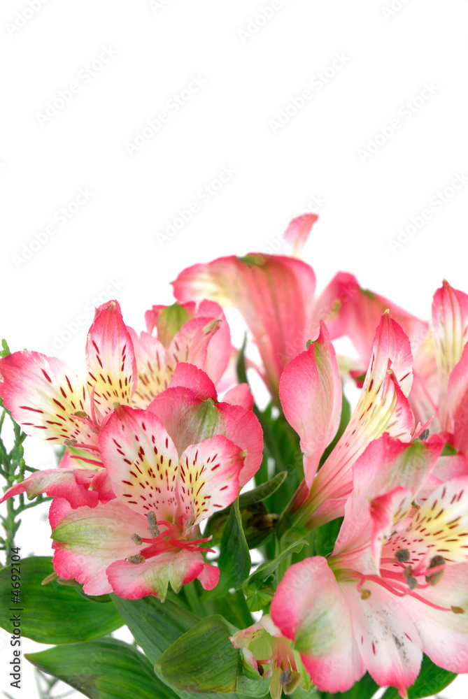 Obraz premium Flower