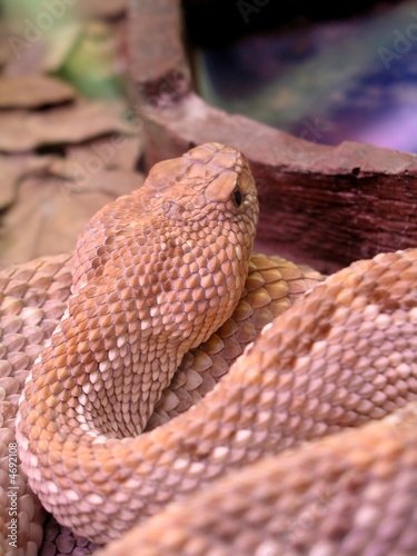 serpiente de cascbel © Jose Hernaiz