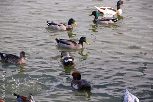 le lac aux canards photo