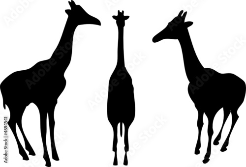 giraffe silhouette