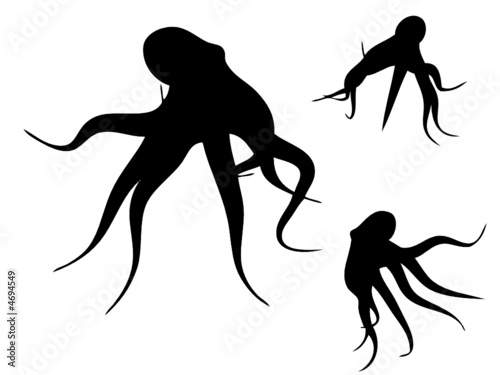 Octopus silhouette