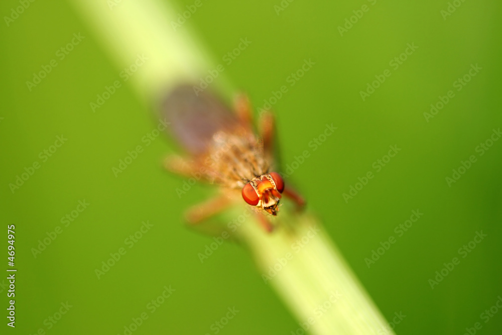 Fototapeta premium Close-up of fly Dryomyza flaveola - depth of field