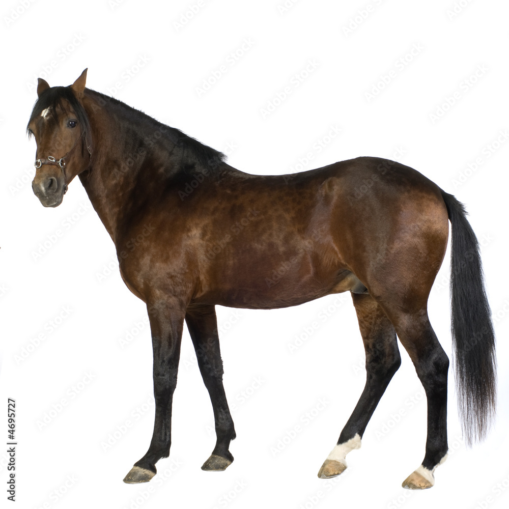 Fototapeta premium Horse